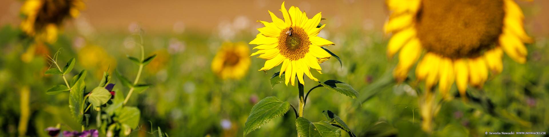 Sonnenblumenfeld Scheyenholz